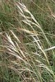 SPARTINA PECTINATA | Prairie Cordgrass