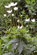 Anemone Virginiana