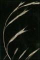 BROMUS PURGANS | Hairy Wood Chess