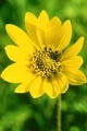 HELIANTHUS OCCIDENTALIS | Western Sunflower