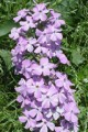 PHLOX MACULATA | Wild Sweet William