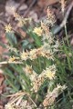 CAREX PENNSYLVANICA | Pennsylvania Sedge