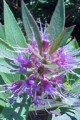 DECODON VERTICILLATUS | Swamp Loosestrife