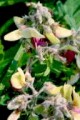TEPHROSIA VIRGINIANA | Goat's Rue