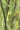 Carex lacustris, Lake Sedge