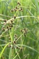 SCIRPUS ATROVIRENS | Dark Green Bulrush