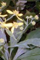 ACTINOMERIS ALTERIFOLIA | Wingstem