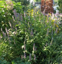 AGASTACHE SCROPHULARIAEFOLIA | Giant Purple Hyssop