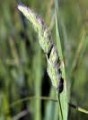 MUHLENBERGIA RACEMOSA | Upland Wild Timothy