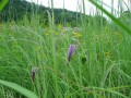 Grand Meadow | Mesic Site Native Seed Mix