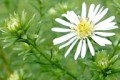 ASTER ERICOIDES | Heath Aster